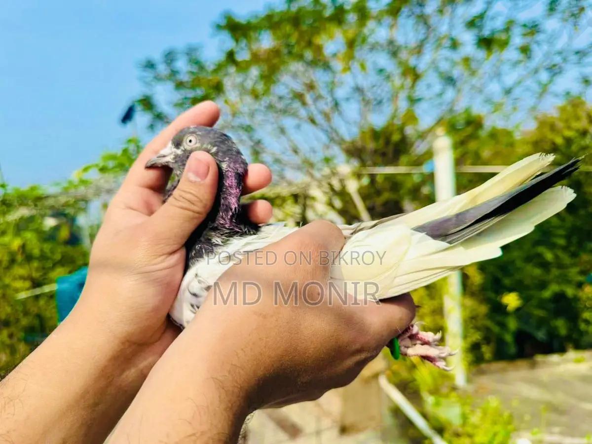 রানিং টেডি নর কবুতর জরুরি বিক্রি হবে ।