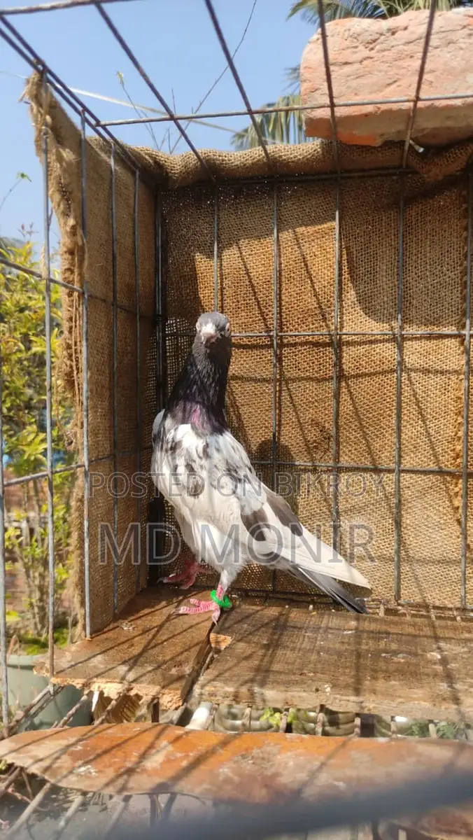 রানিং টেডি নর কবুতর জরুরি বিক্রি হবে ।