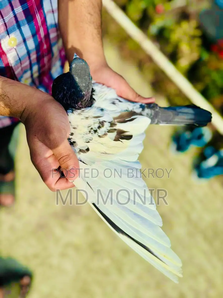 রানিং টেডি নর কবুতর জরুরি বিক্রি হবে ।