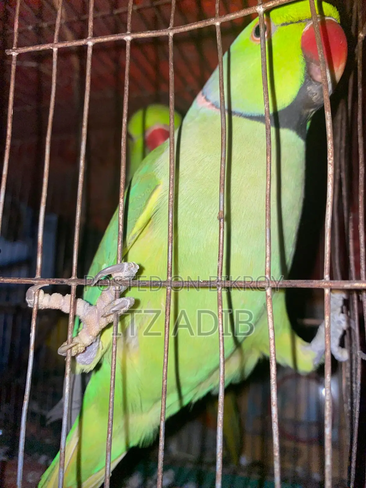 Ringneck Parrot