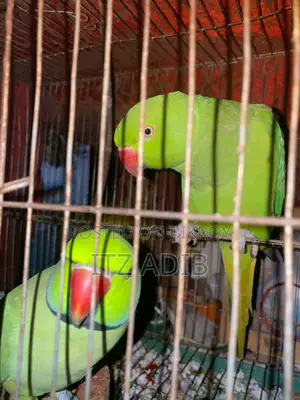 Ringneck Parrot