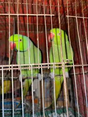 Ringneck Parrot