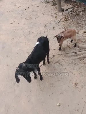 Mother and Daughter Goats