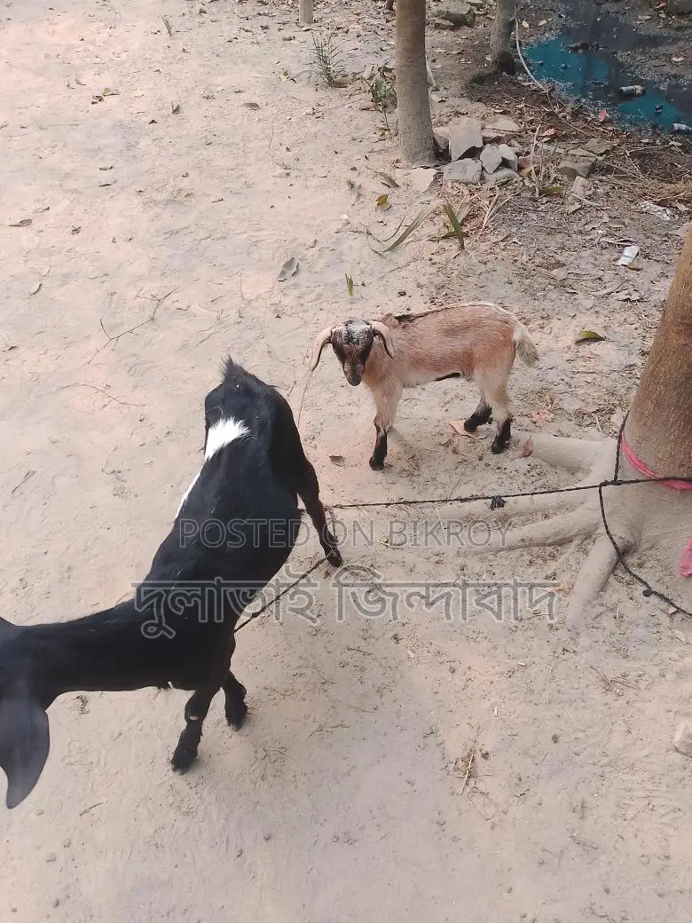 Mother and Daughter Goats