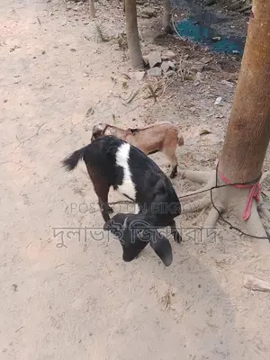 Mother and Daughter Goats