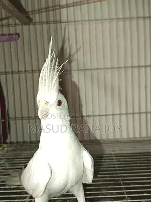 কোকাটাইল আলবিনো