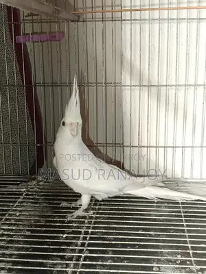 কোকাটাইল আলবিনো