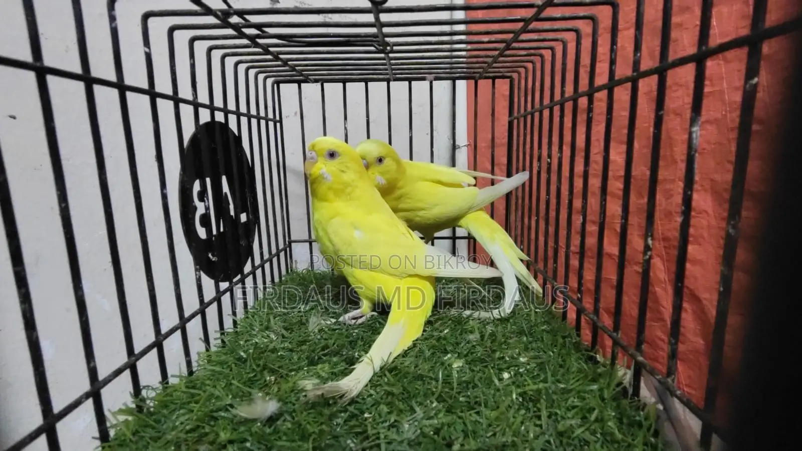 লোটিনো রেড আই পাখি