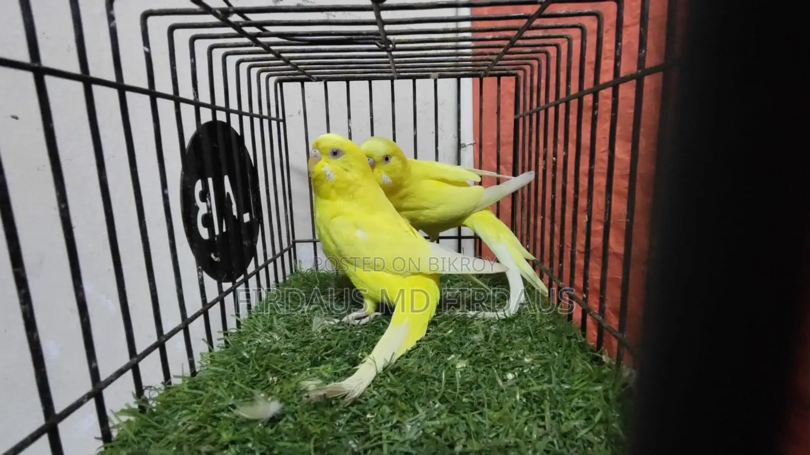 লোটিনো রেড আই পাখি