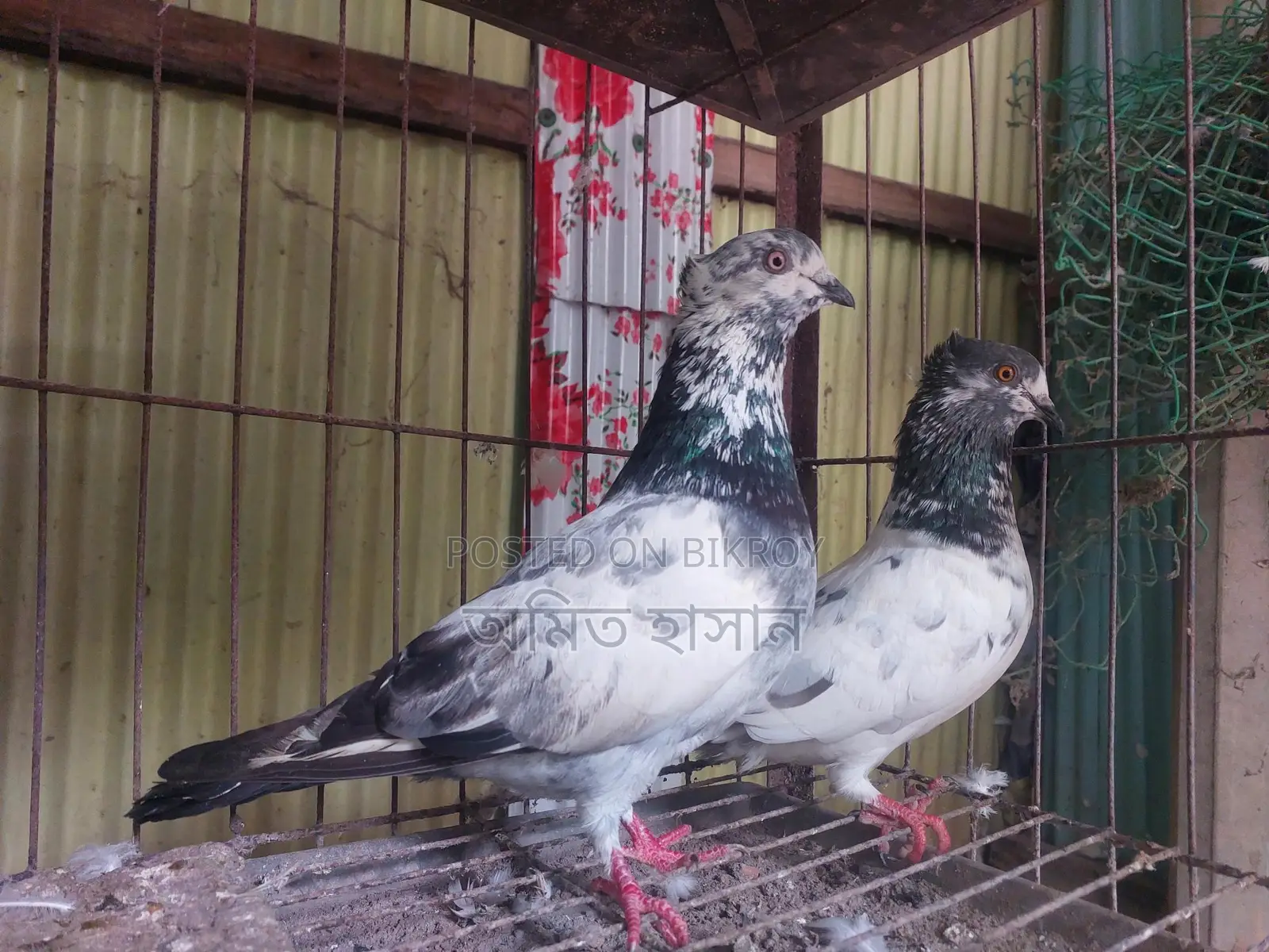 কবুতর