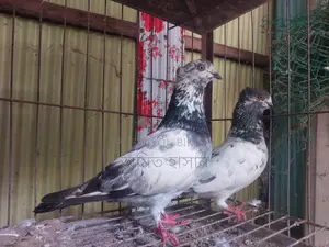 কবুতর