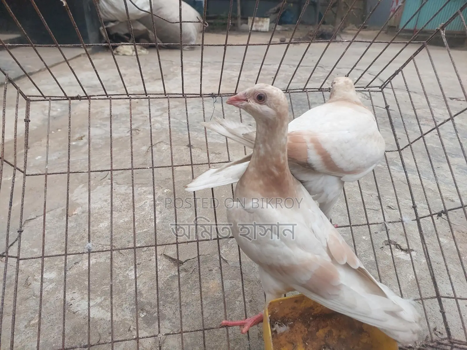 কবুতর
