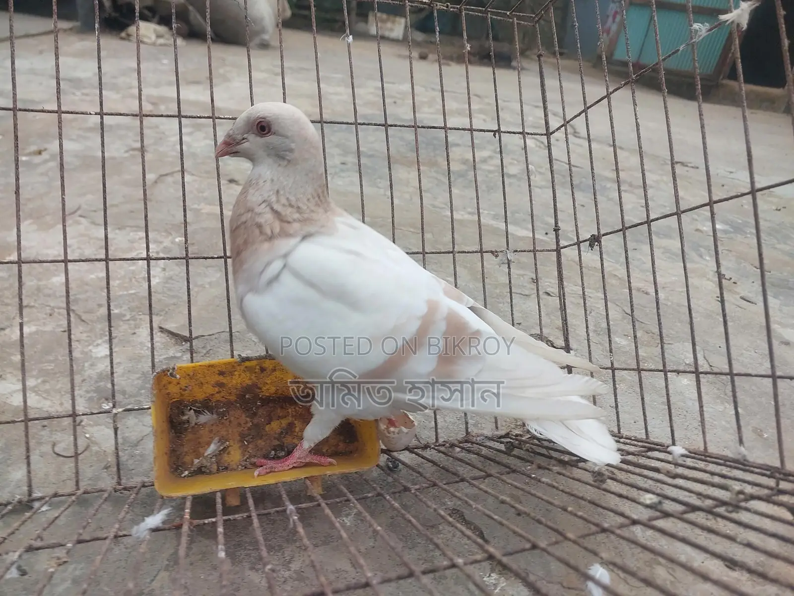 কবুতর