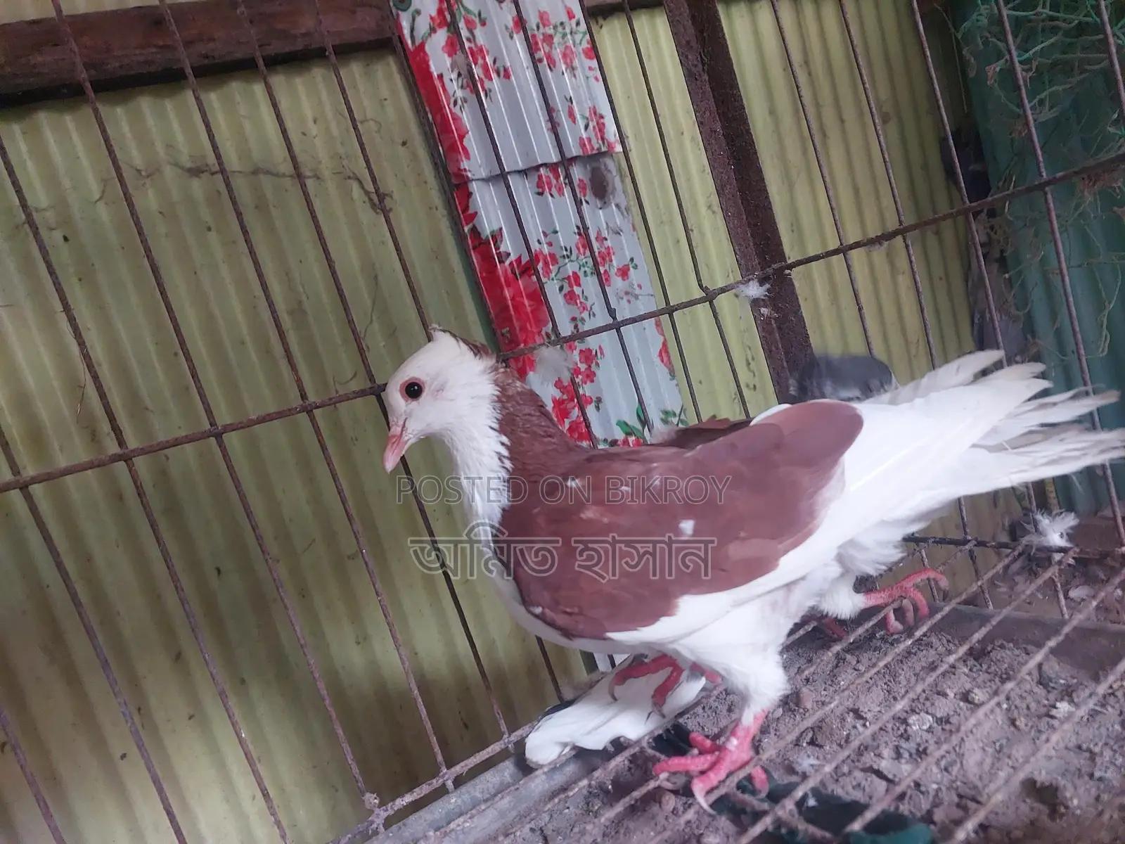কবুতর