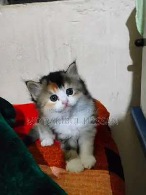 পার্সিয়ান মিক্সড বিড়াল ছানা