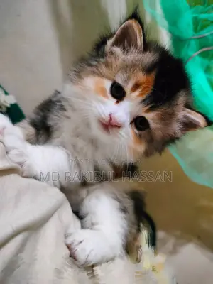 পার্সিয়ান মিক্সড বিড়াল ছানা