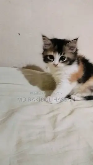 পার্সিয়ান মিক্সড বিড়াল ছানা