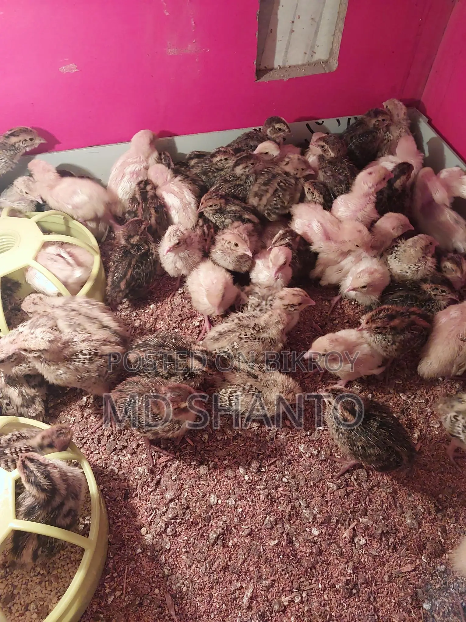 European Quail Fertile Eggs