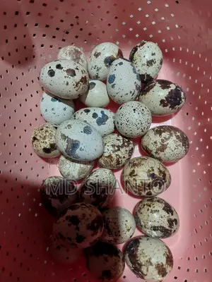 European Quail Fertile Eggs