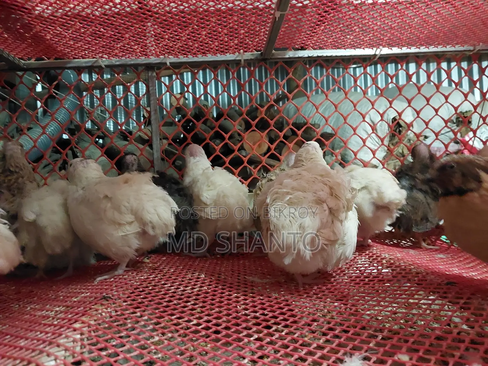 European Quail Fertile Eggs