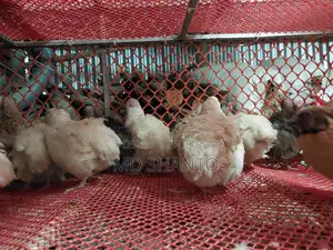 European Quail Fertile Eggs