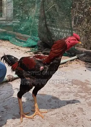 আসলি মোরগ