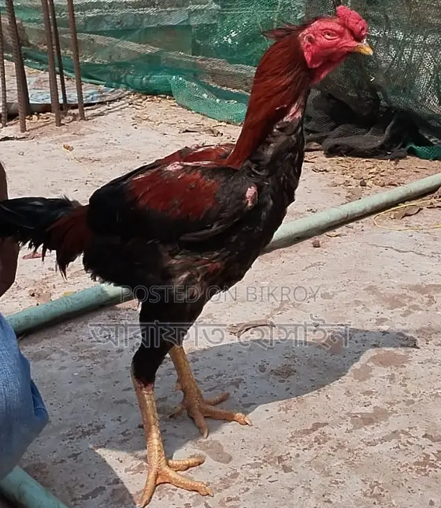 আসলি মোরগ