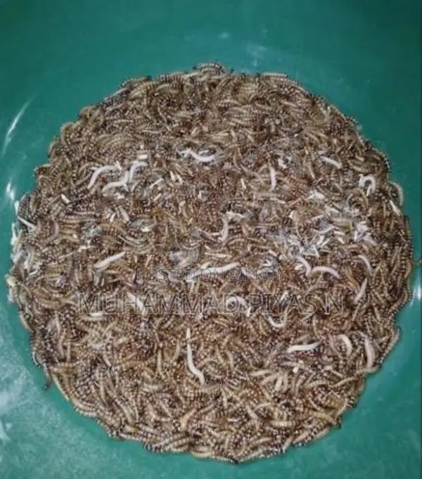 Beetle Bugs, 3 Taka per piece