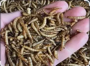 Beetle Bugs, 3 Taka per piece