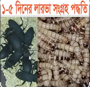 Beetle Bugs, 3 Taka per piece