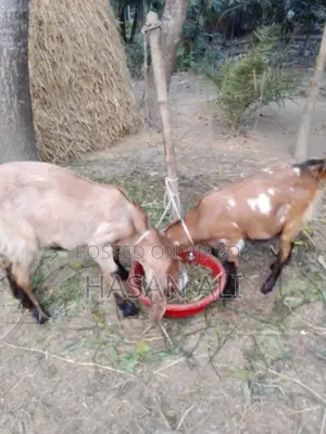 Parrot-faced Goat
