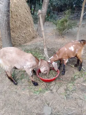 Parrot-faced Goat