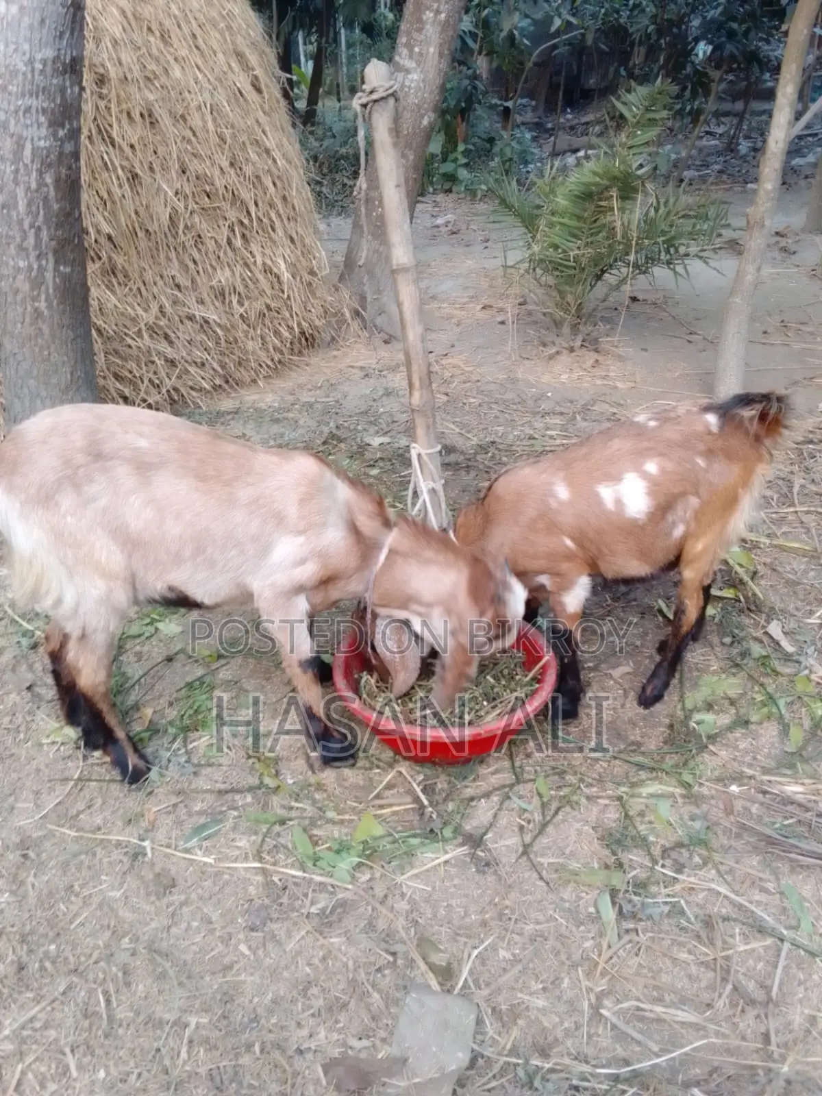 Parrot-faced Goat