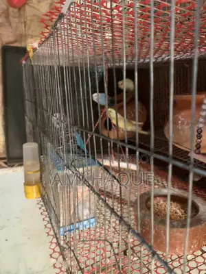 Indian Ringneck, Lovebird, Cockatiel, Budgerigar