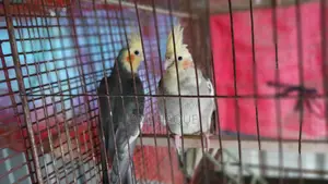 Indian Ringneck, Lovebird, Cockatiel, Budgerigar