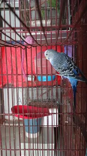 Indian Ringneck, Lovebird, Cockatiel, Budgerigar