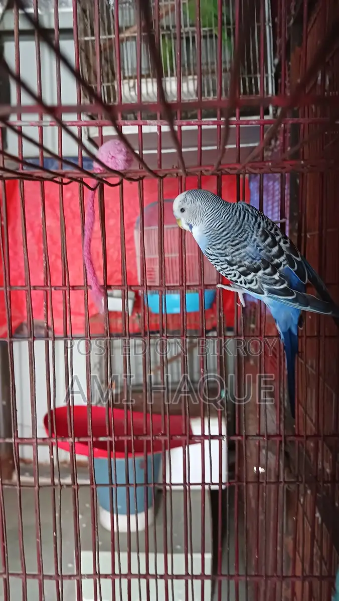Indian Ringneck, Lovebird, Cockatiel, Budgerigar