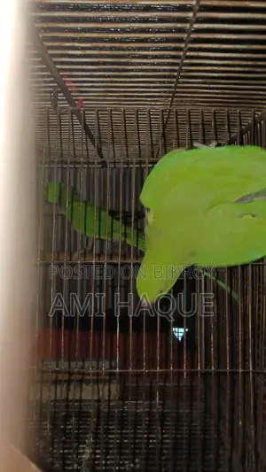 Indian Ringneck, Lovebird, Cockatiel, Budgerigar