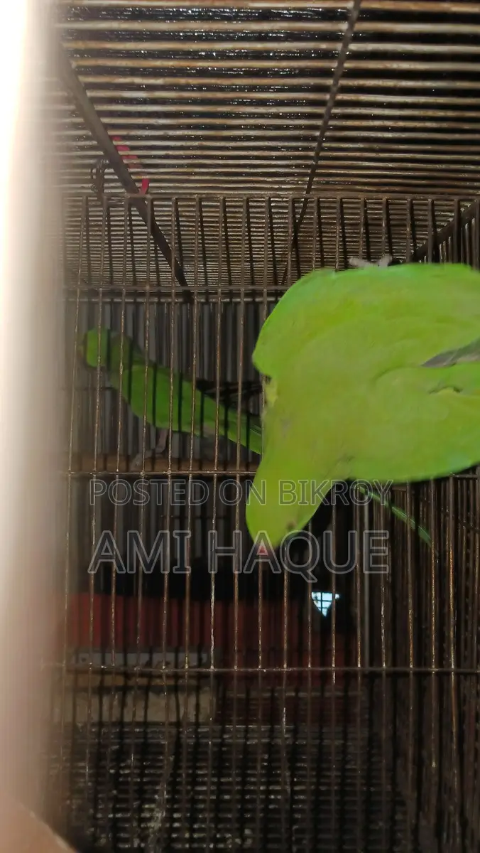 Indian Ringneck, Lovebird, Cockatiel, Budgerigar