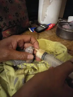 কোকাটেল বেবি