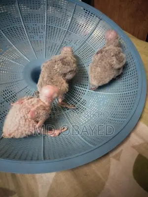কোকাটেল বেবি