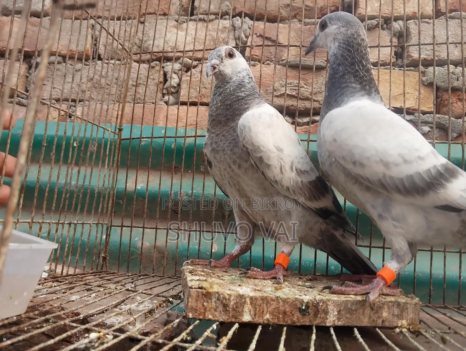 গ্রিজেল বাচ্চা জোড়া