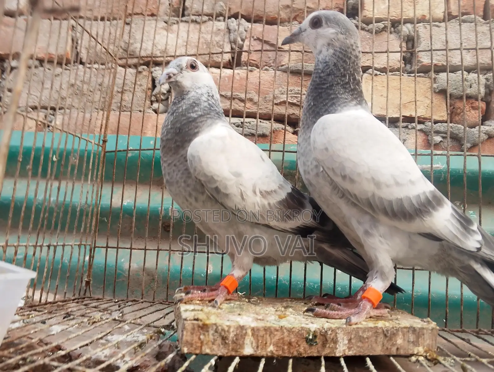 গ্রিজেল বাচ্চা জোড়া