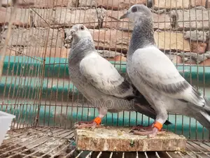 গ্রিজেল বাচ্চা জোড়া