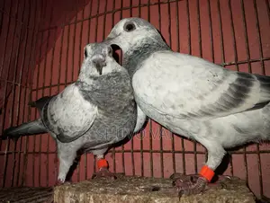 গ্রিজেল বাচ্চা জোড়া
