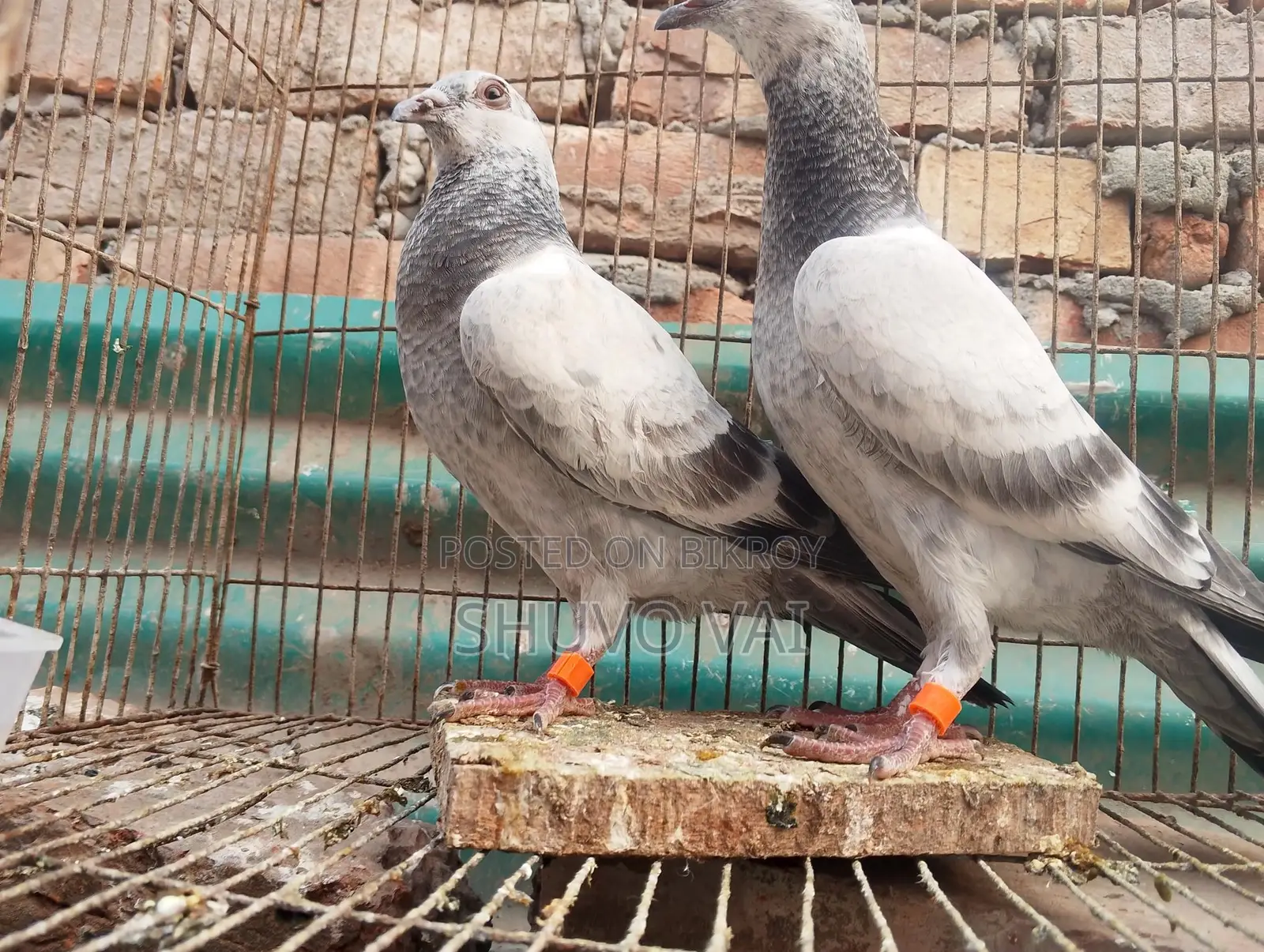 গ্রিজেল বাচ্চা জোড়া