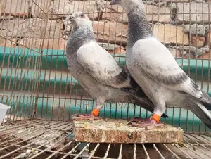 গ্রিজেল বাচ্চা জোড়া