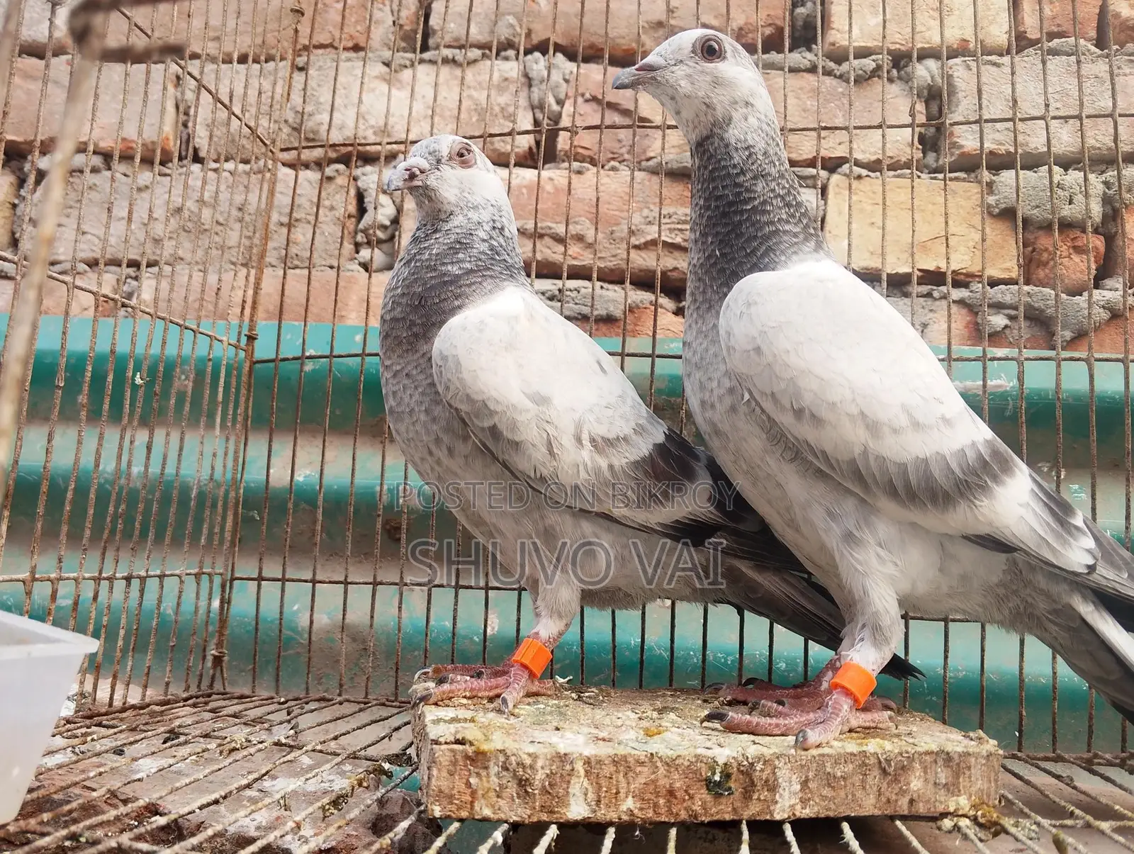 গ্রিজেল বাচ্চা জোড়া