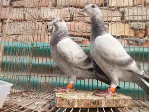 গ্রিজেল বাচ্চা জোড়া