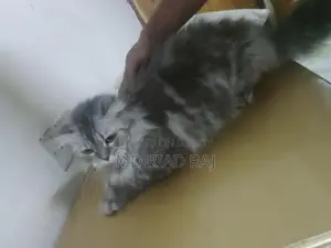 Persian Cat